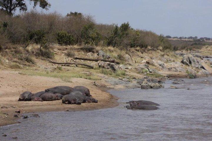 3日間のマサイマラヌーの移動サファリ、ケニア