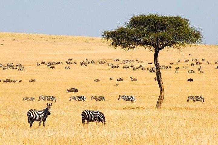 8 dagar Kenya Lodge Safari-paket.