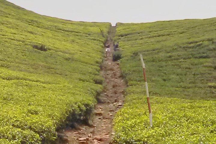 Excursion privée d'une journée à Kandy et Pinnawala avec vos attractions sélectionnées