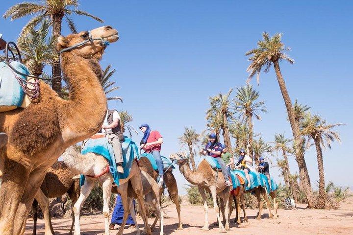 Camel Ride Near To Marrakech