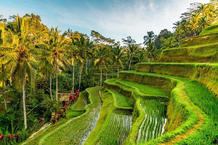 Bali Private Car & Minibus Hire with Local Host