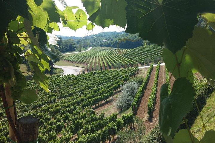 Weintour - Das Beste aus Istrien