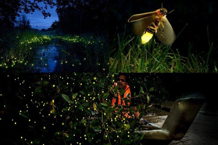 Kuala Selangor Firefly Tour