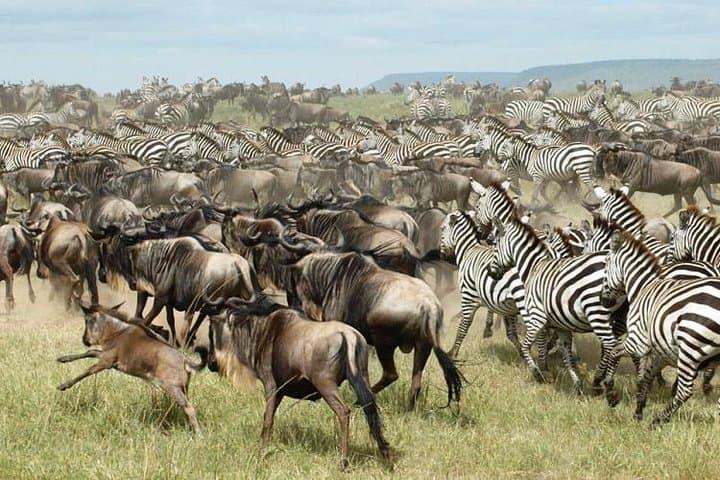 3 Days Camping Wildlife Safari in Kenya