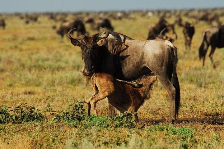 4-tägige Gnu-Zugsafari Maasai Mara 2020