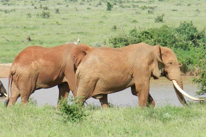 7 jours Kenya Lodge Safari Masai Mara, lac Nakuru, Naivasha et Amboseli