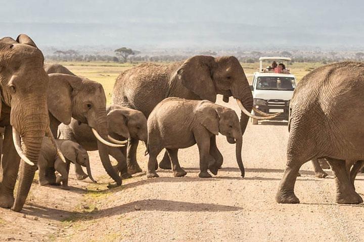 7 jours Kenya Lodge Safari Masai Mara, lac Nakuru, Naivasha et Amboseli