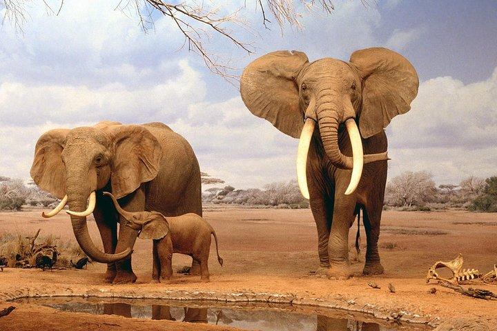 6 giorni Kenya Safari Masai Mara, Lago Nakuru e Lago Baringo / Bogoria.