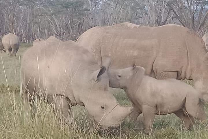 6 giorni Kenya Safari Masai Mara, Lago Nakuru e Lago Baringo / Bogoria.