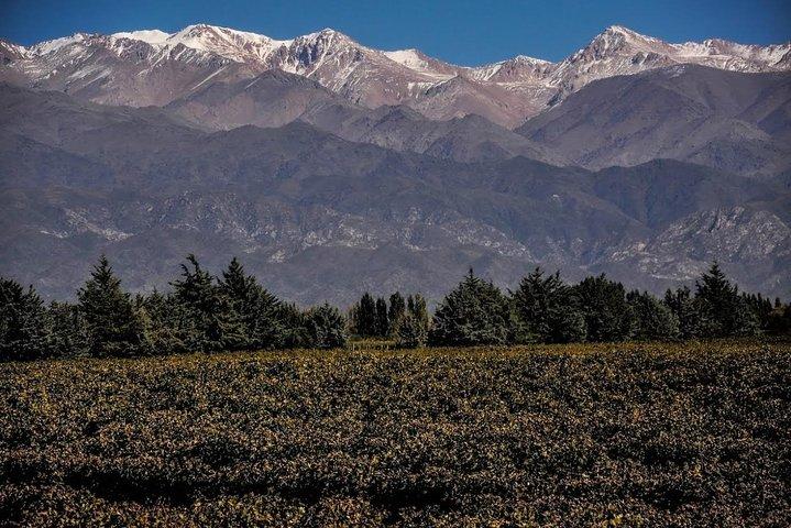Tour per piccoli gruppi 3 cantine a Luján de Cuyo o Maipú con pranzo