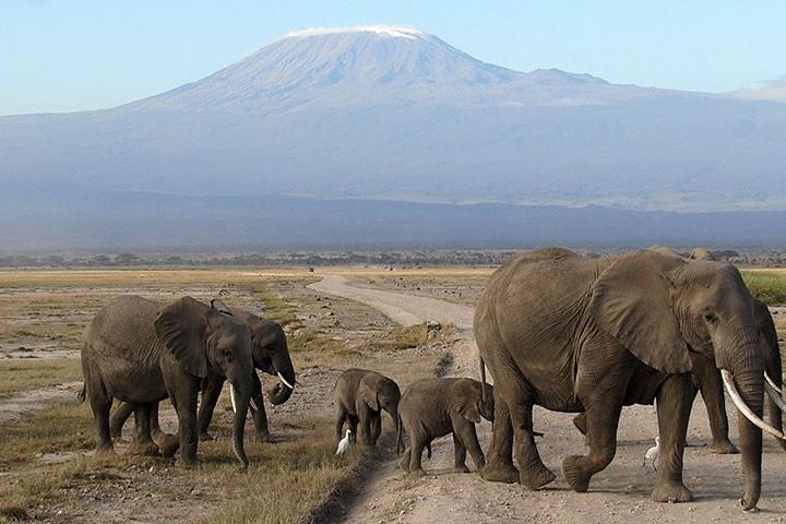 8 dias de aventuras de safári de migração de gnus Masai Mara 2021