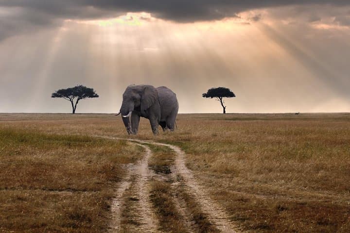8 Days Ultimate Kenya Flying Safari Holiday