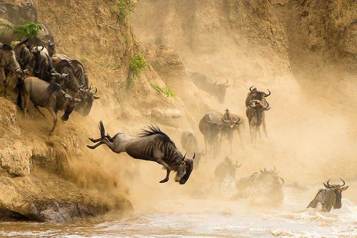 6 Days Masai Mara Wildebeest Migration Safari