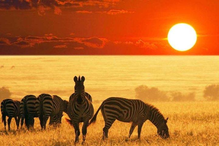 4-tägige Gnu-Zugsafari Maasai Mara 2020