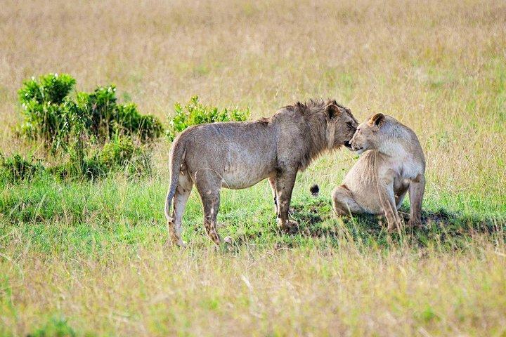 Safari di 4 giorni in Kenya