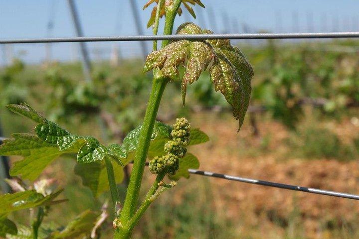 Full-Day Wine Tour from Istanbul