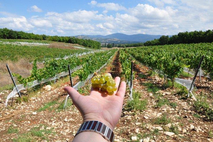 Full-Day Wine Tour from Istanbul