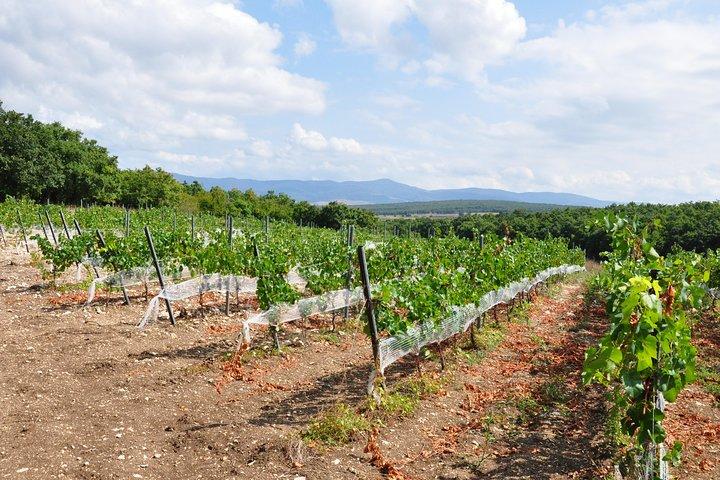 Full-Day Wine Tour from Istanbul