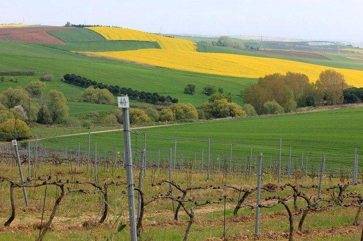 Full-Day Wine Tour from Istanbul