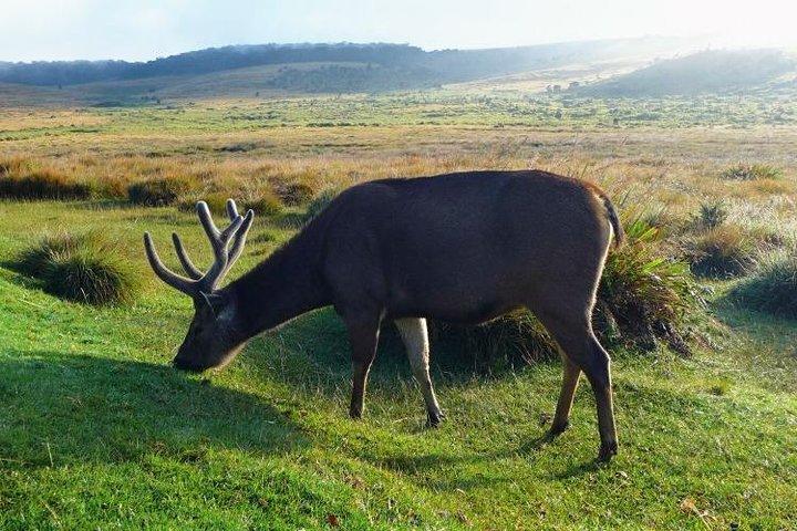 Horton Plains National Park-tur fra Nuwara Eliya med ferievandrere Srilanka