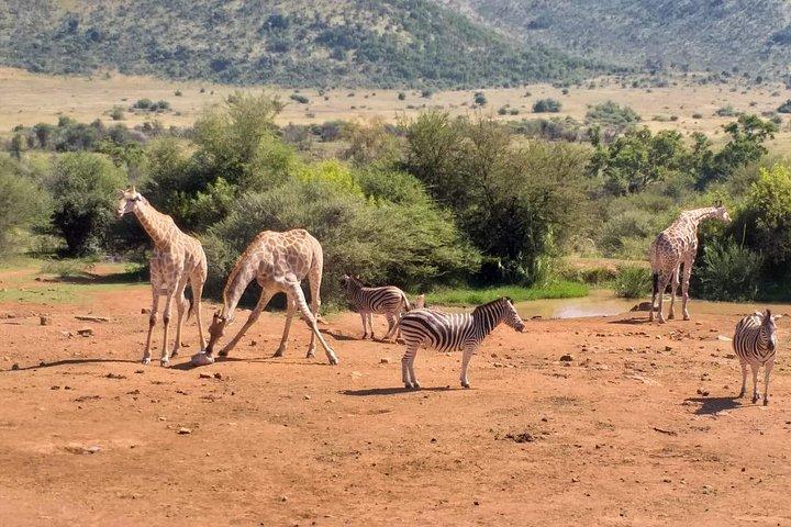 Pilanesberg und Sun City Tour