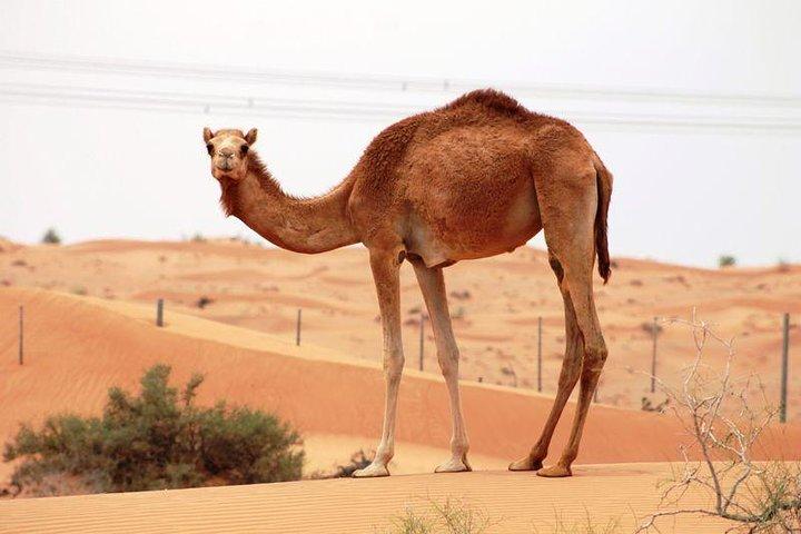 Visite d'une ferme de chameaux - Dubaï EAU
