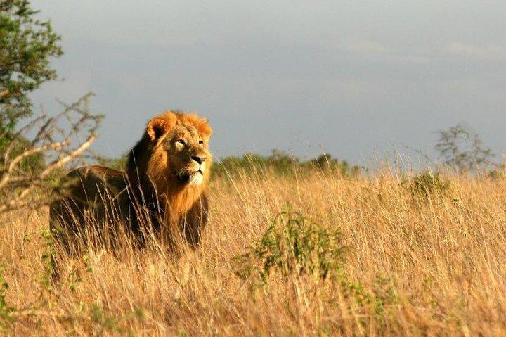 Safari de 5 dias no Quênia em Tsavo East e West, Amboseli e Taita Hills.