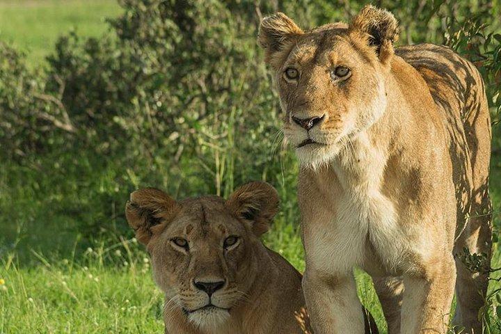 3-daagse Tsavo National Park Safari in Kenia