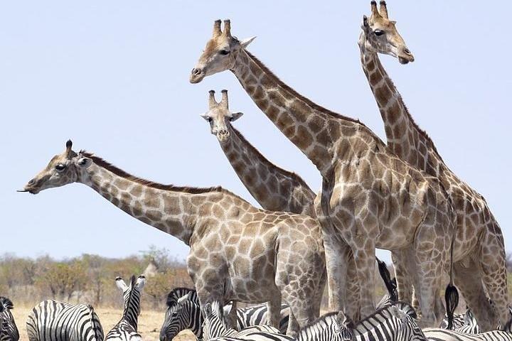 3-daagse Tsavo National Park Safari in Kenia