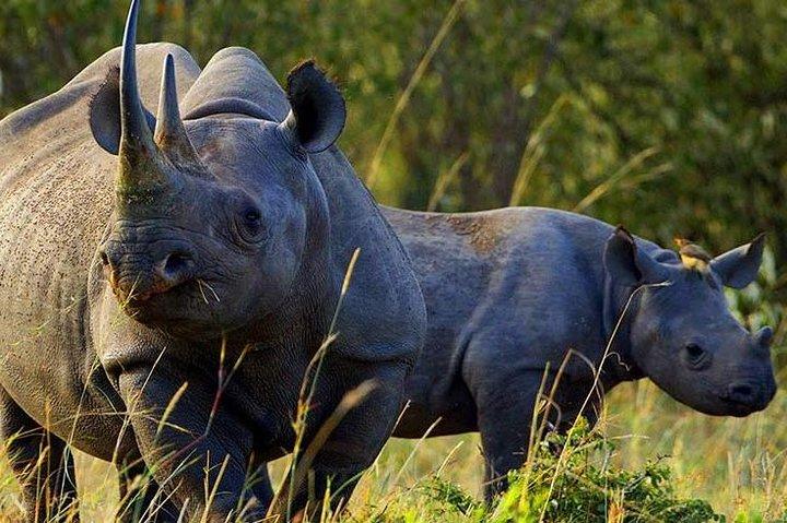 3-daagse Tsavo National Park Safari in Kenia