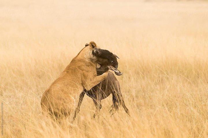 3-daagse Tsavo National Park Safari in Kenia