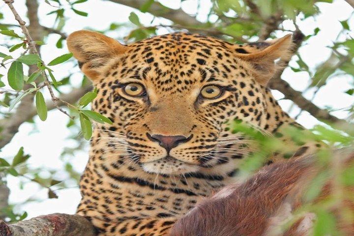 ツァボイースト国立公園での2日間の究極のゲームビューイング