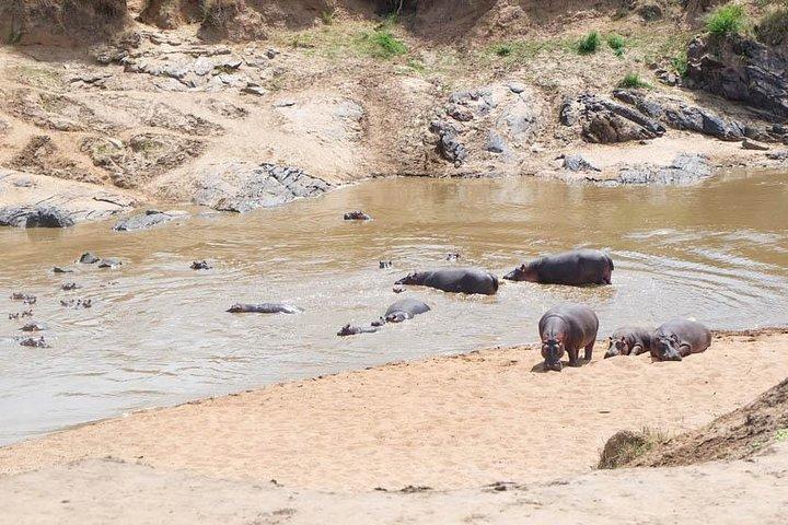 Safari di 3 giorni in Kenya nella Riserva Nazionale Masai Mara, in Kenya