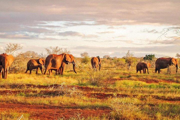 Safari de 1 dia em Tsavo East da costa do Quênia (custo baseado no mínimo de 2 pessoas)