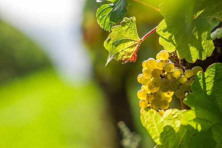 Excursão privada - Chianti de minivan ao pôr do sol