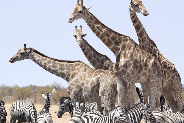 ケニアのアンボセリ国立公園での3日間の素晴らしい象のサファリ