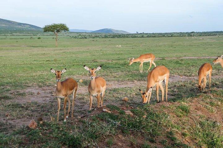 マサイマラ、ナクル湖、アンボセリバジェットサファリの6日間ベスト