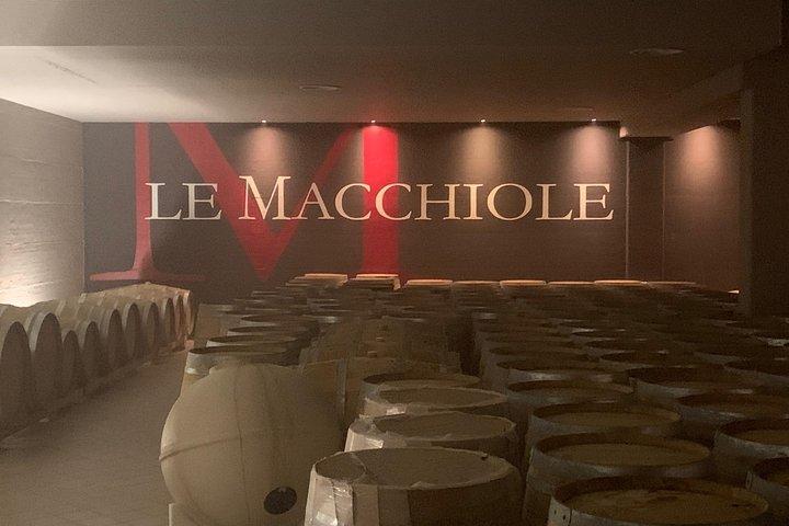 Bolgheri Weintour ab Lucca