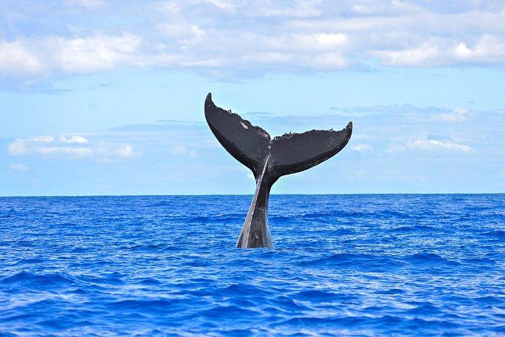 マアラエア港から： マローロ号ホエールウォッチングクルーズ