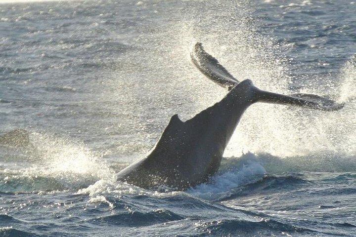 マアラエア港から： マローロ号ホエールウォッチングクルーズ