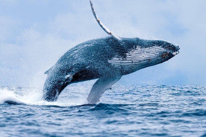 De Ma'alaea Harbor: Croisière d'observation des baleines à bord du Malolo