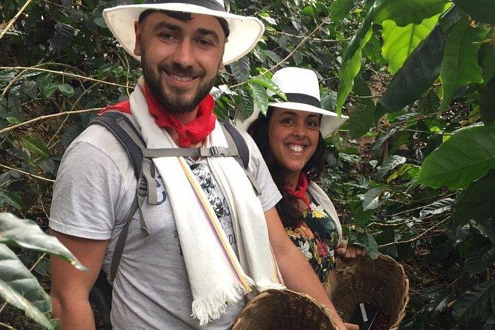 Guatape, Fruit tasting & Coffee Tour