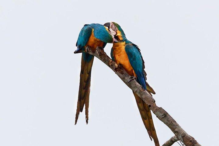 Macaw Collpa & Sandoval Lake 4 dagar / 3 nätter