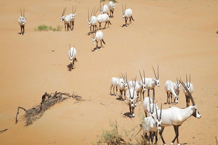 Hoteller i nærheden af Luxury Morning Desert Conservation Drive