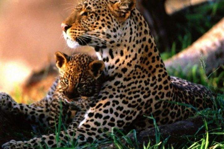 Pacchetto vacanza Safari Kenya 7 giorni