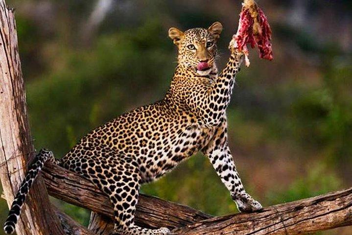 Pacchetto vacanza Safari Kenya 7 giorni