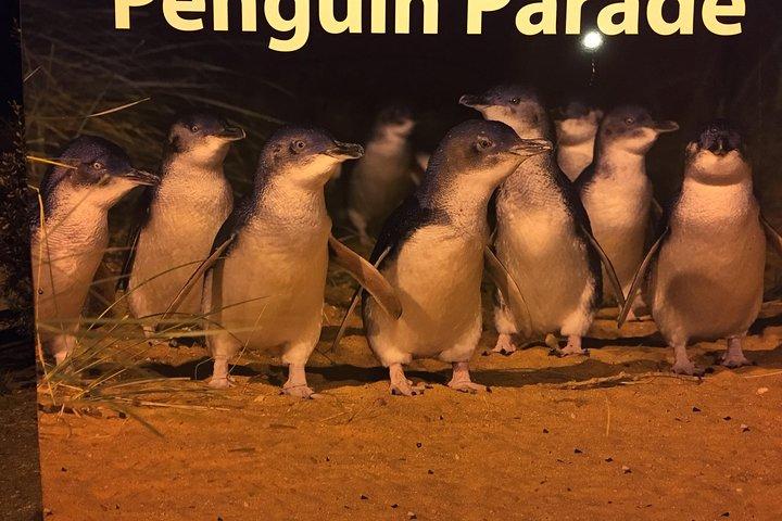 Visite privée personnalisée des pingouins avec des billets Premium Penguin