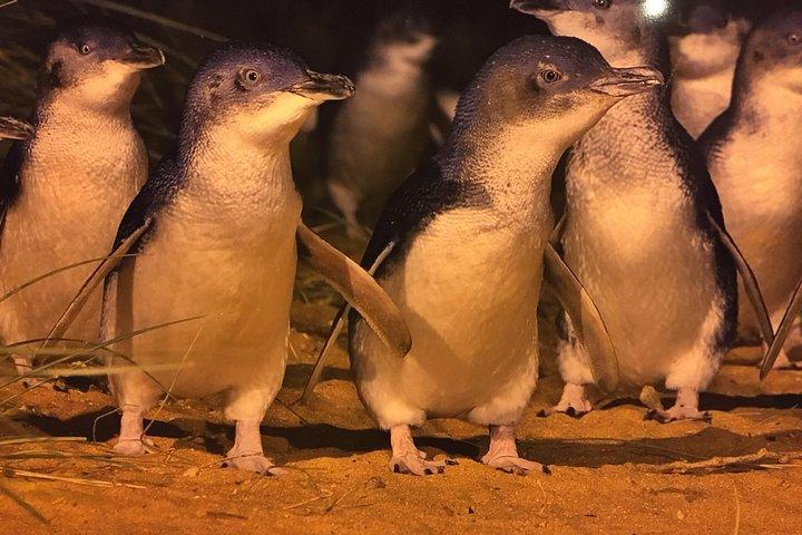 Visite privée personnalisée des pingouins avec des billets Premium Penguin