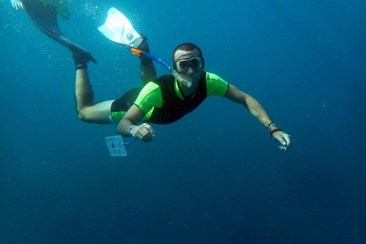Snorkeludflugt i Isla de Tabarca