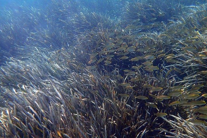 Snorkeludflugt i Isla de Tabarca